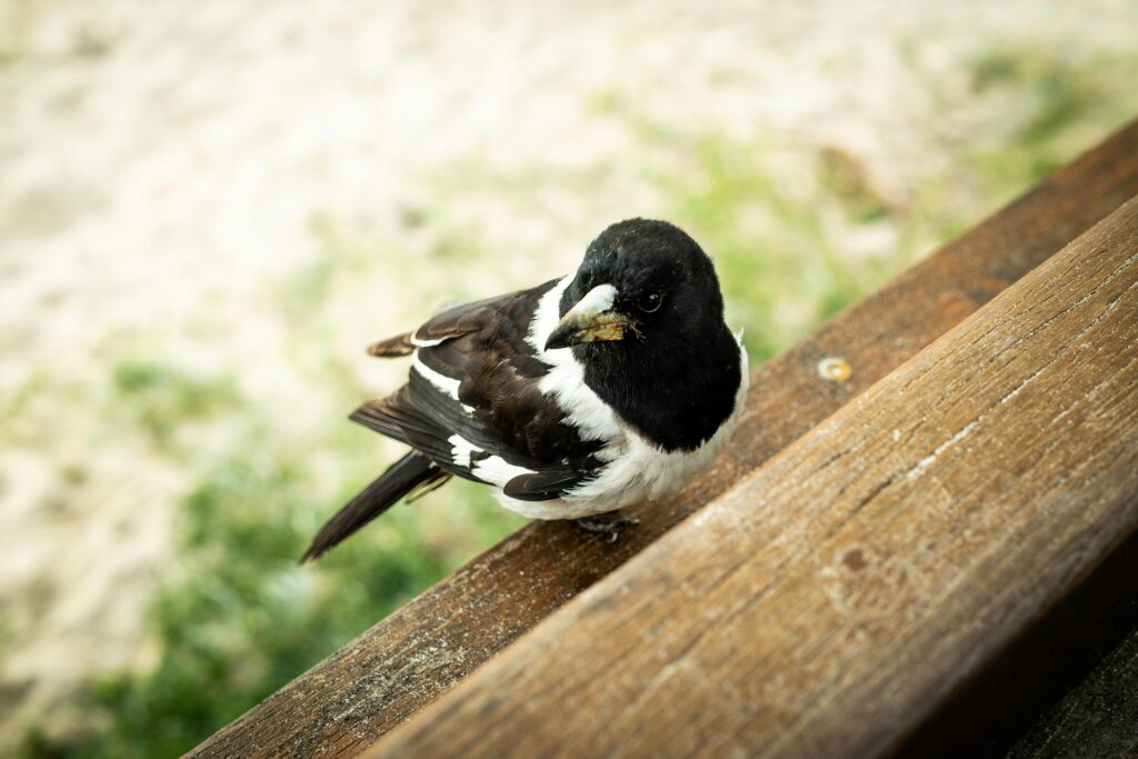 Klapekster in de tuin